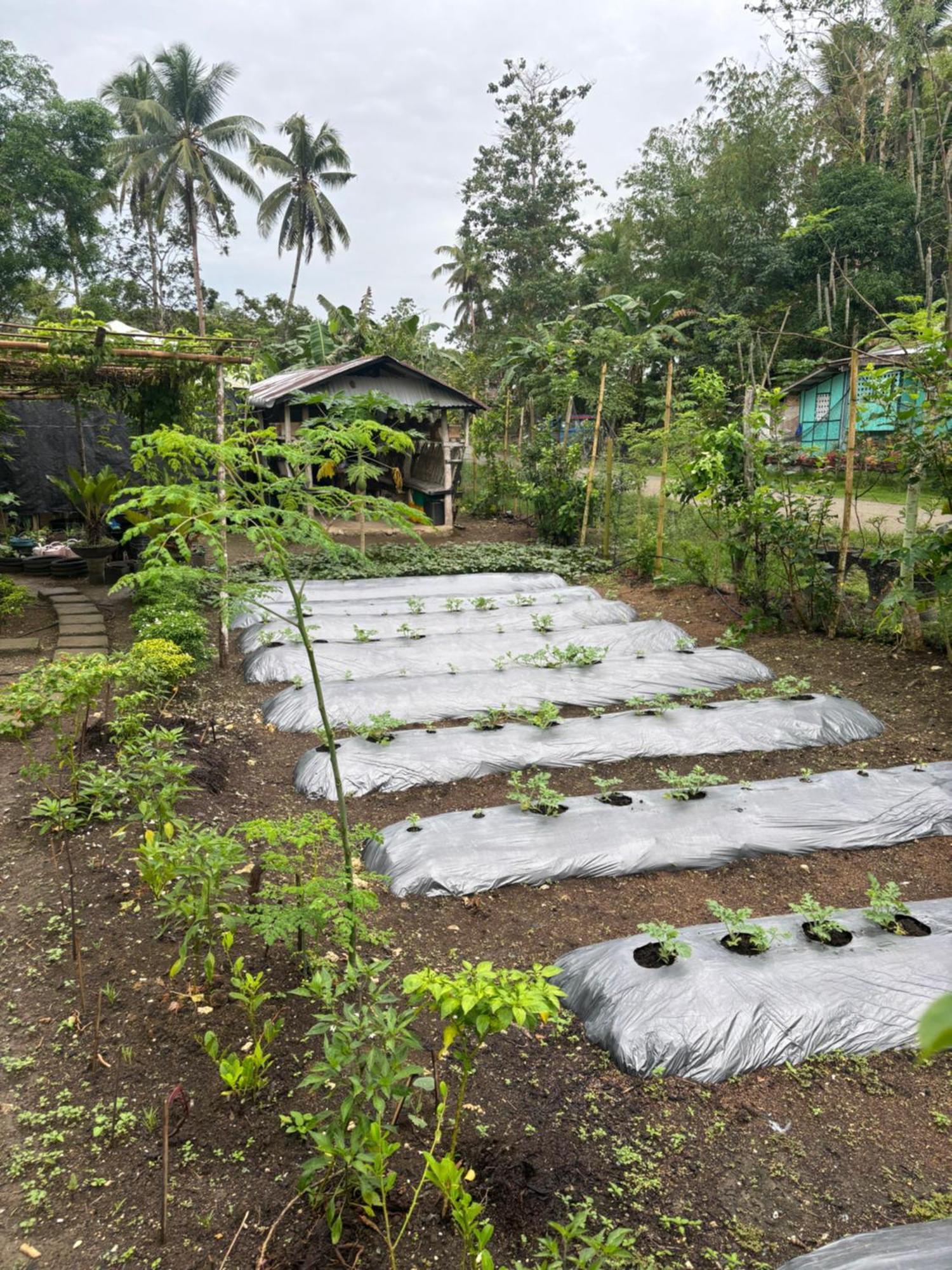 Jolits Ecogarden * Batuan